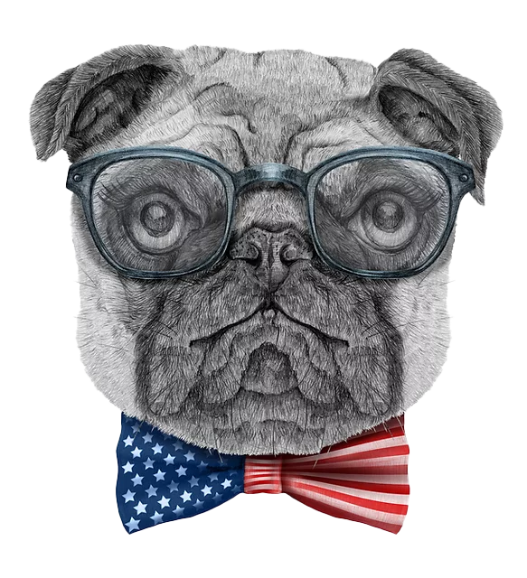 Political Pauly, a smart pug wearing square glasses and an American flag bow-tie