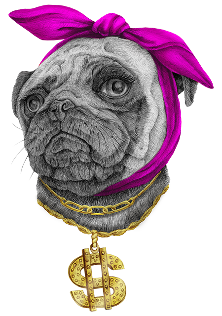 Stunt Maker Sally, a glamorous pug with a pink bow headwrap and an ostentatious gold necklace with a huge dollar sign pendant