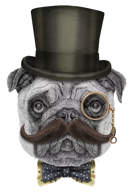 VIP Vinny, a very distinguished gentleman of a pug wearing a handlebar moustache, a gold monacle, a dapper top hat and a dotty bow-tie