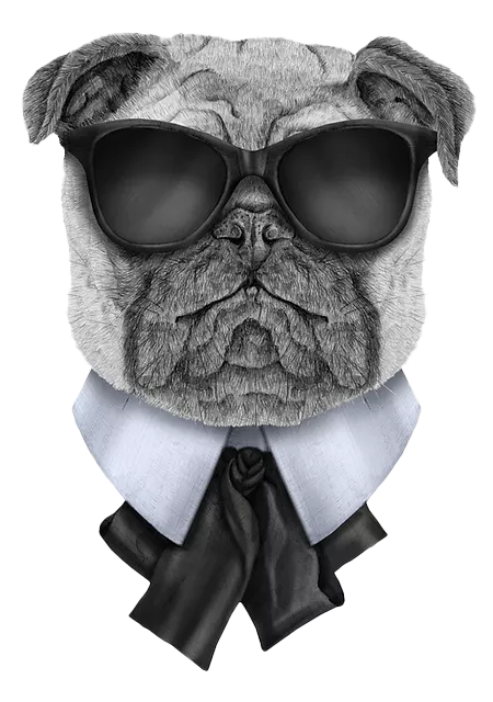 Closer, a cool looking pug wearing black shades and a black tie with a smart white collar